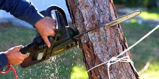 Best Tree Preservation Services  in Hayward, CA