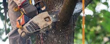 Best Tree Risk Assessment  in Hayward, CA