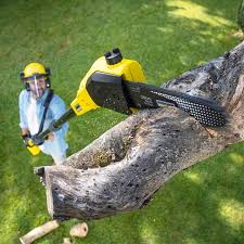 Best Root Management and Removal  in Hayward, CA