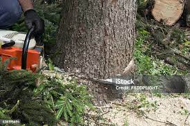 How Our Tree Care Process Works  in  Hayward, CA