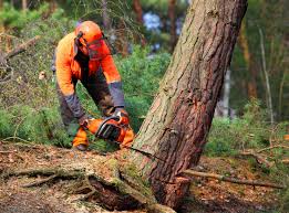 Best Grass Overseeding  in Hayward, CA