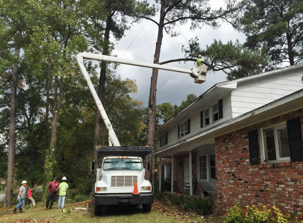 Best Hazardous Tree Removal  in Hayward, CA