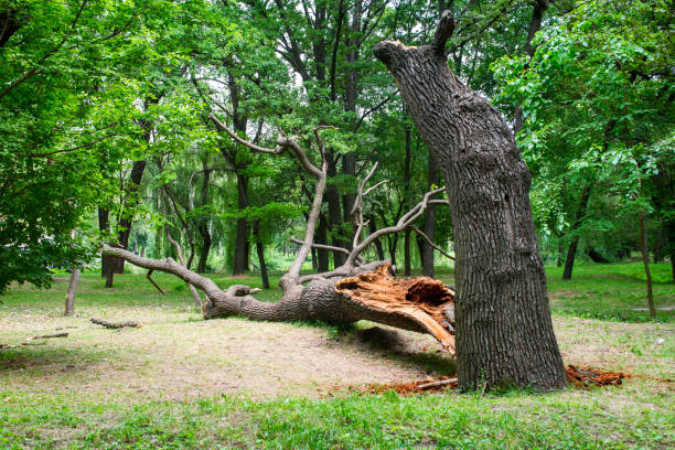 Best Tree Risk Assessment  in Hayward, CA