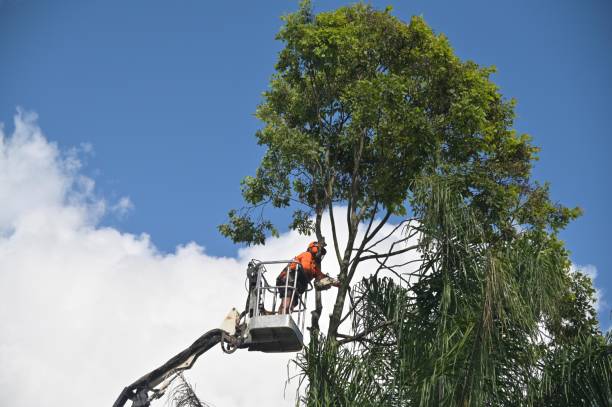 Lawn Watering Services in Hayward, CA