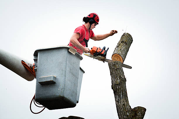 Best Tree Health Inspection  in Hayward, CA