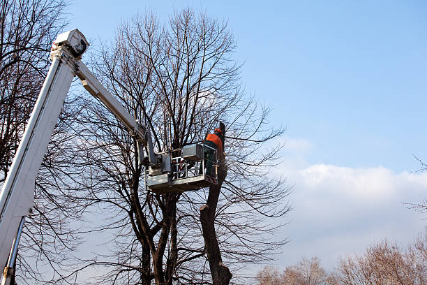 Best Tree Cabling and Bracing  in Hayward, CA