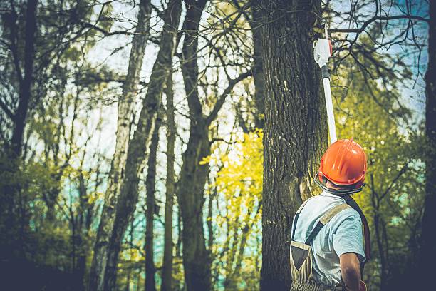 Best Mulching Services  in Hayward, CA