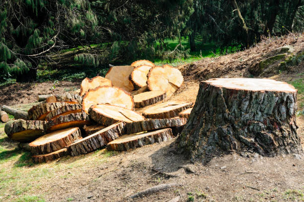 Reliable Hayward, CA Tree Care Solutions